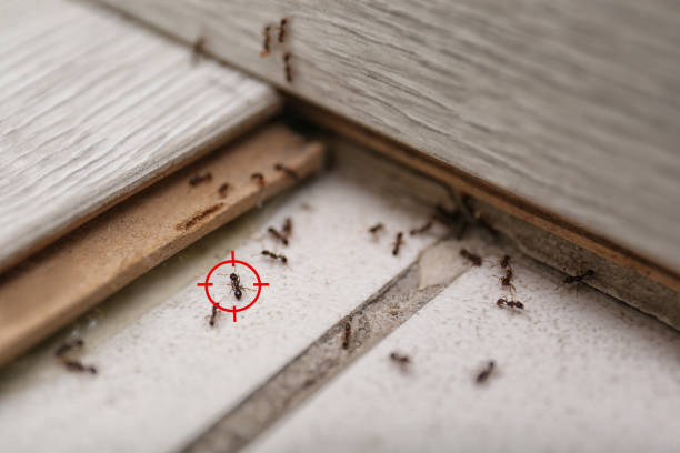 Best Flea Control Services  in Cayce, SC