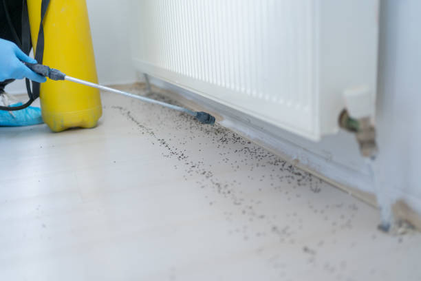 Flea Control Services in Cayce, SC