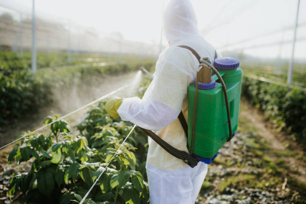 Best Wasp Removal Services  in Cayce, SC